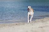 WHIPPET 221